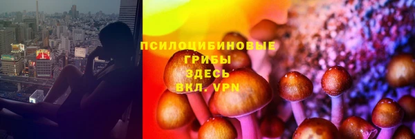 стаф Дмитриев