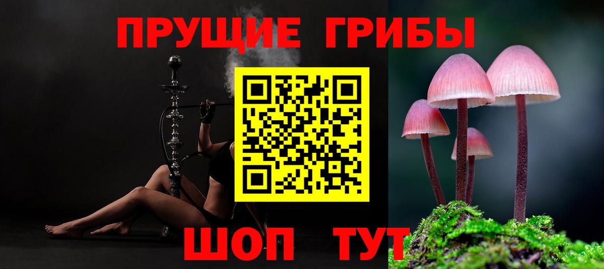 Псилоцибиновые грибы Psilocybine cubensis Волхов